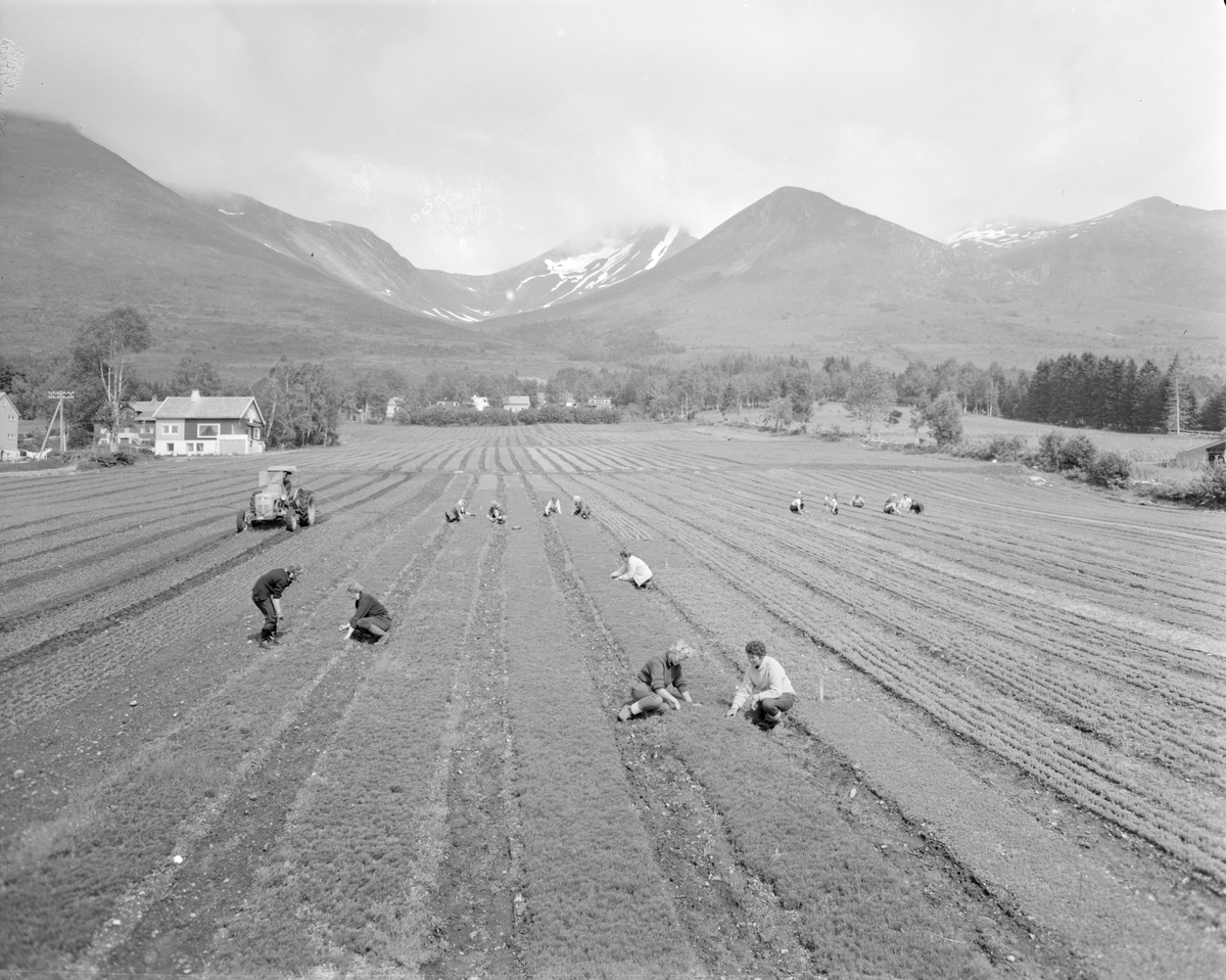 Norsk landbruks jubileumsutstilling 1959. Antatt potetopptaking. Kvinner i arbeid, traktor på jordet, gårdsbruk og i bakgrunnen fjord og fjell.