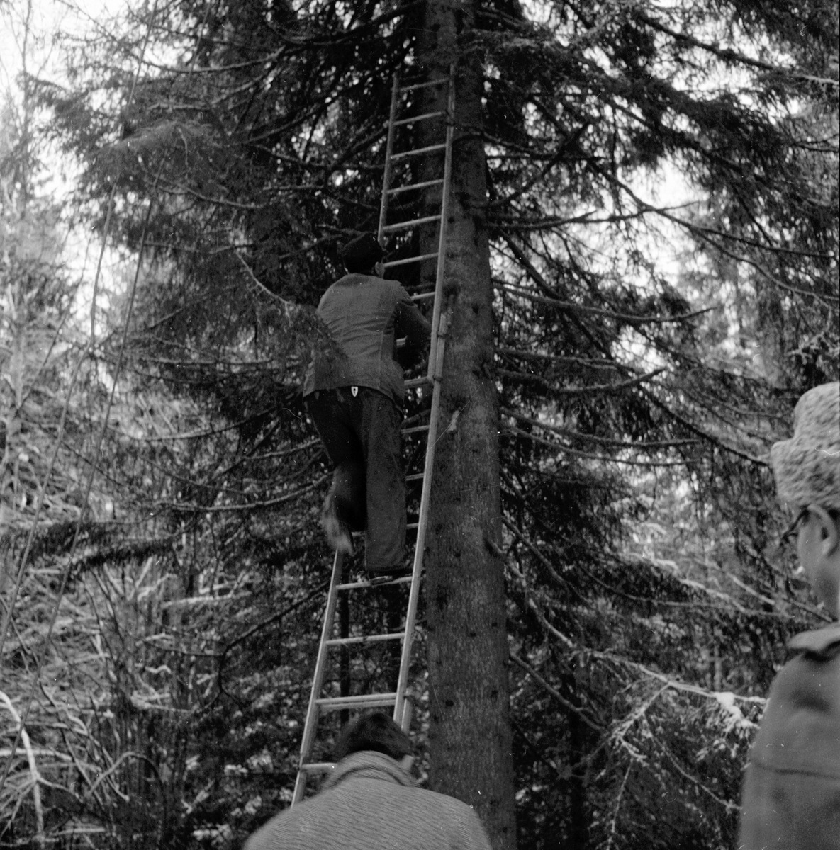 Julgranen från Nianfors.
8/12 1958