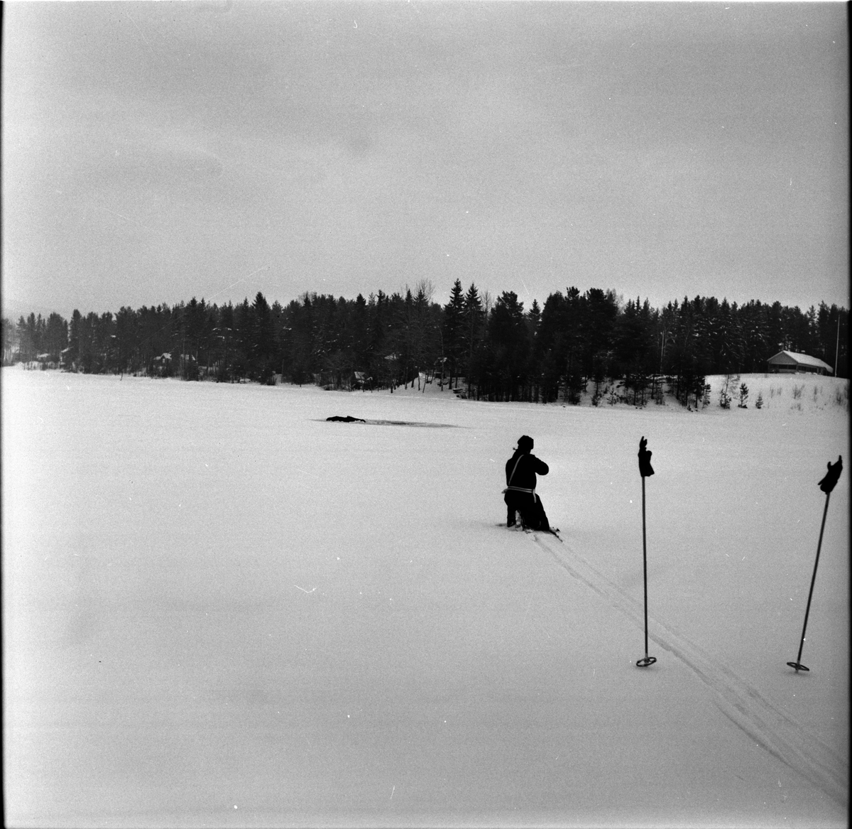 Arbrå,
Älgdrama på Kyrksjön,
22 Januari 1969