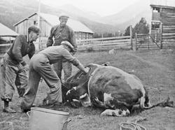 Slakting. Personer: Fremst Jørgen Holtet, bak t. v. Hjalmar 