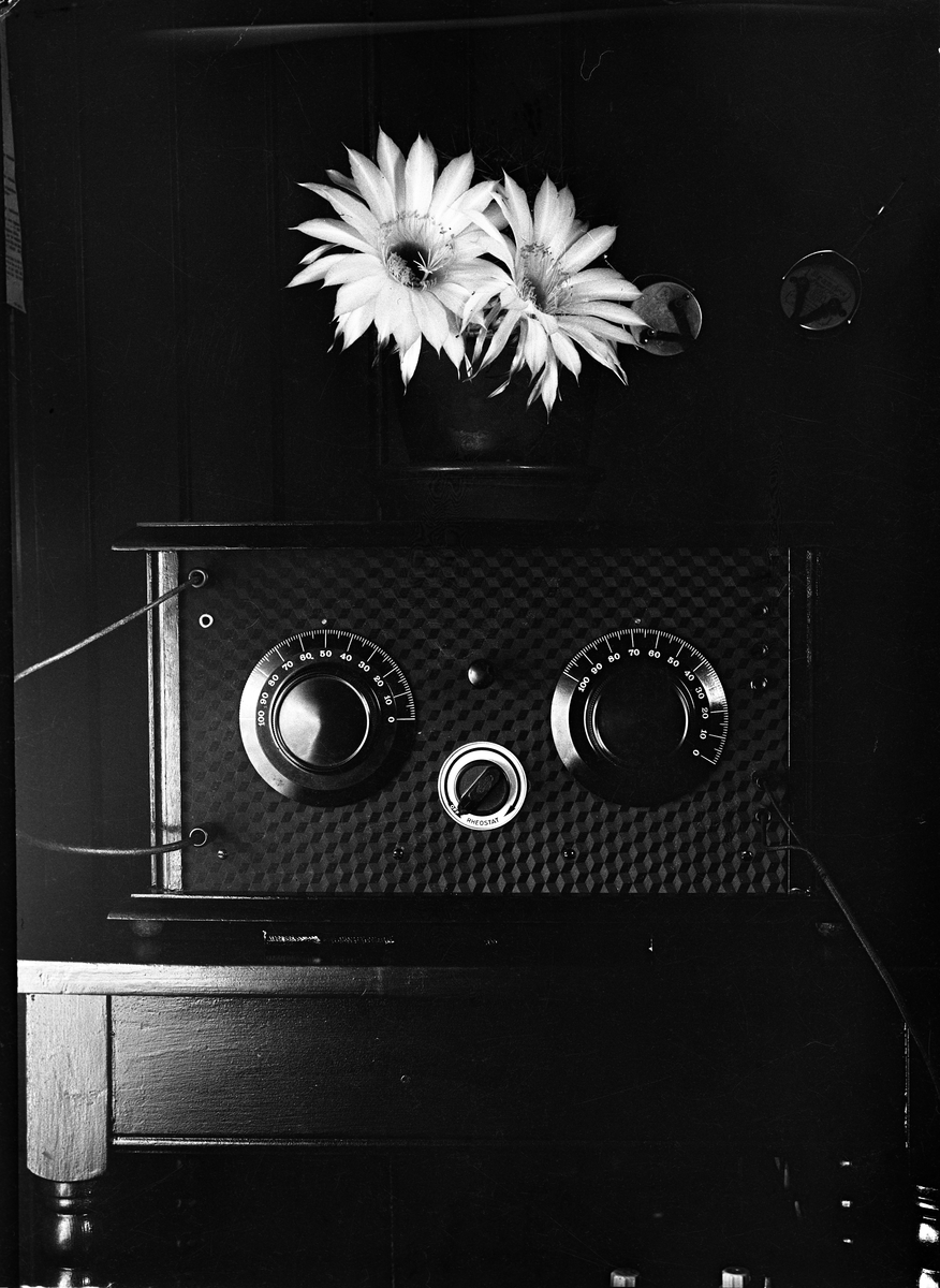 Kaktus og radio på et bord.