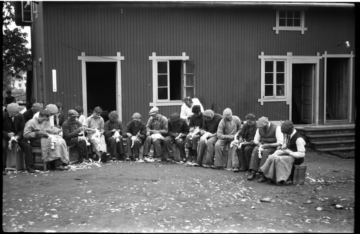 Kyllingribbing på "Småbrukerskolen" (Valle) på Lena Ø.Toten. Det synes å være mannfolk som gjør jobben, mens et par kvinner bivåner det hele. Ingen av personene er identifisert. Fire nær identiske bilder.
