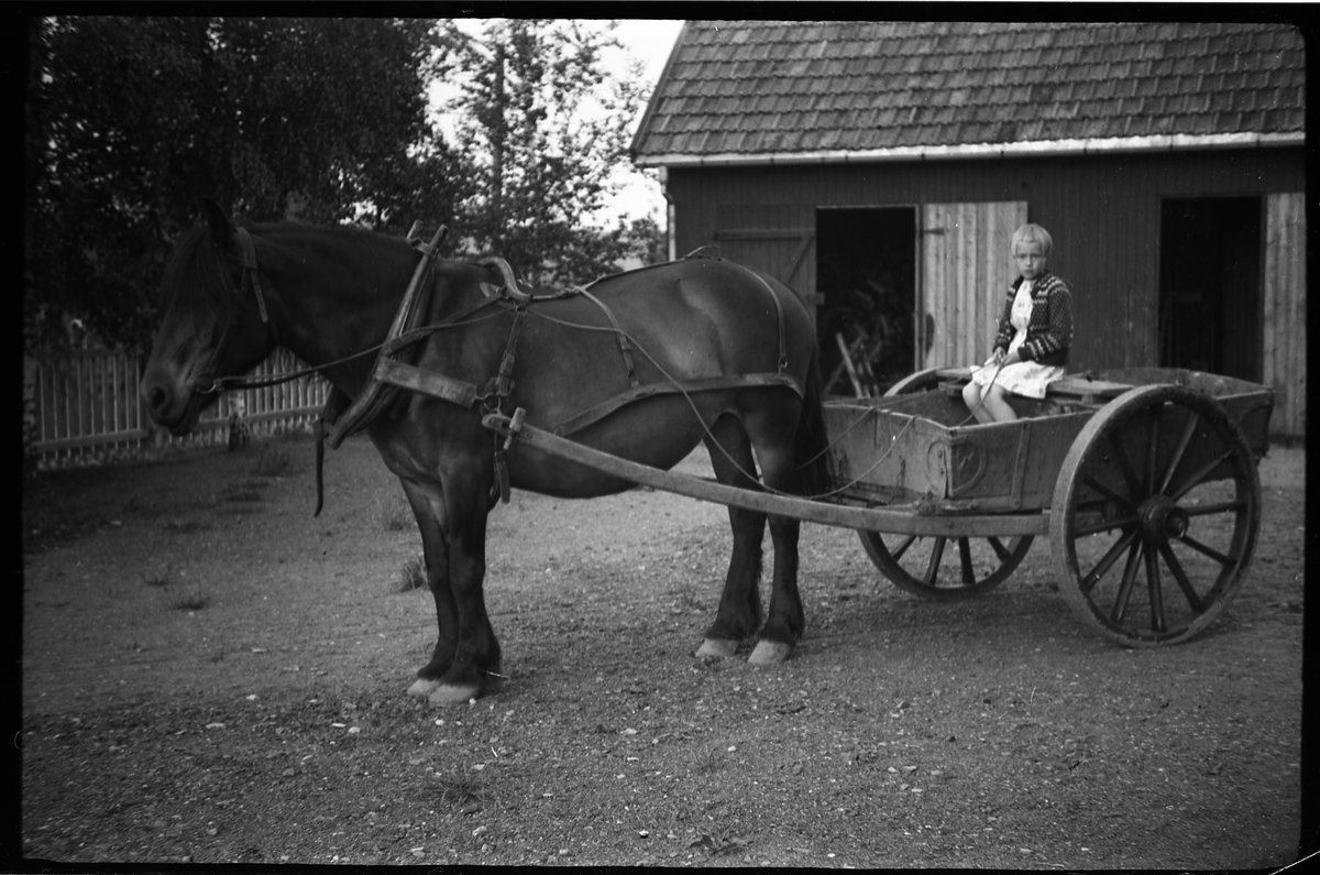 Sigrun Røisli på hestekjerre på gårdsplassen hjemme på Odberg på Kraby, Ø.Toen.