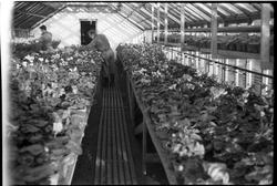 Seks bilder fra et drivhus på Oppland Småbruks og Hagebrukss