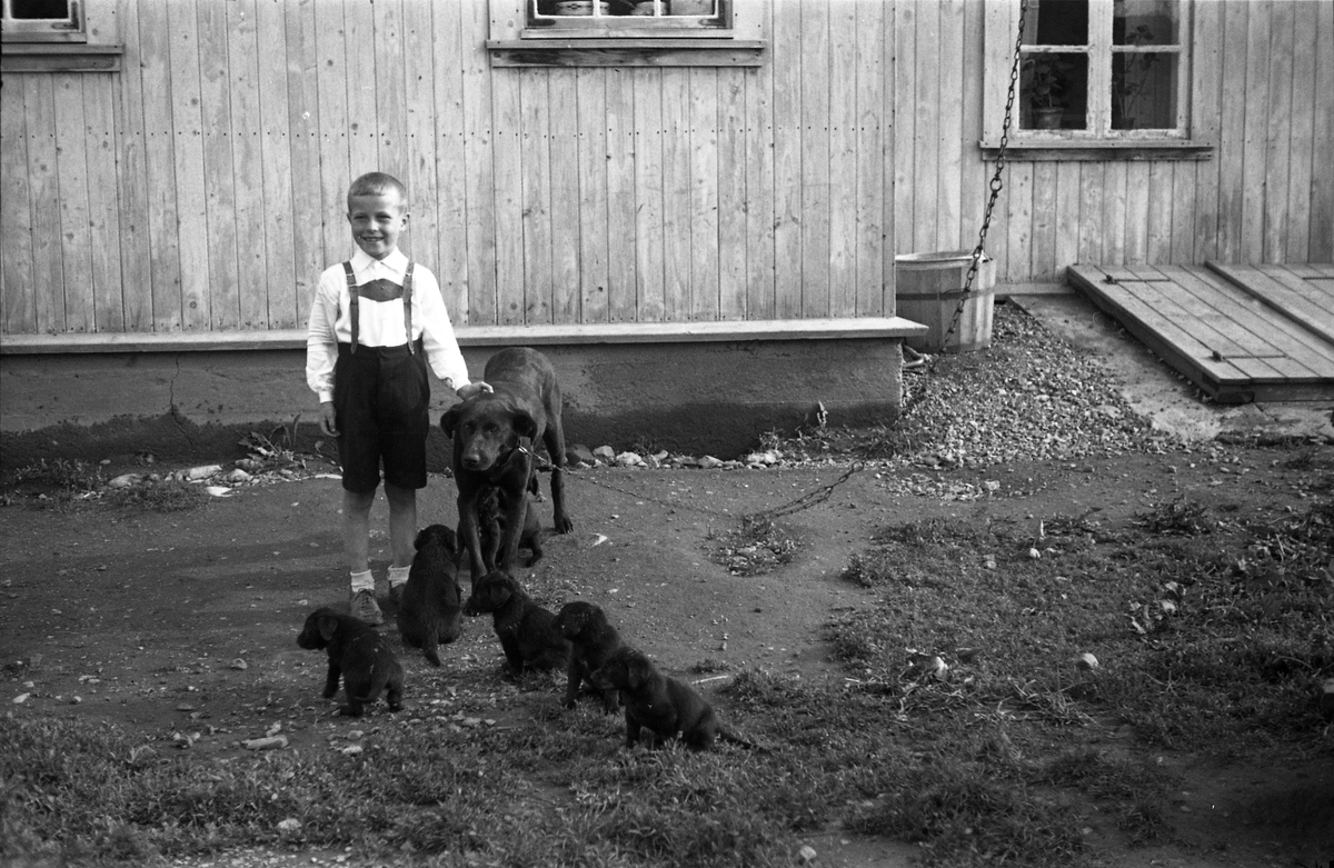 Gutt med hund og hvalper. Gutten er Kjell Nyhagen fra Kraby, Ø.Toten.