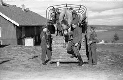 Hestetransport med lastebil ved Hærens Hesteskole på Starum,