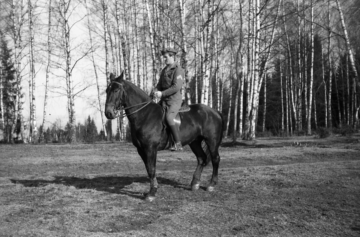 Uidentifisert rytter. Hærens Hesteskole, Starum, mars/april 1949.