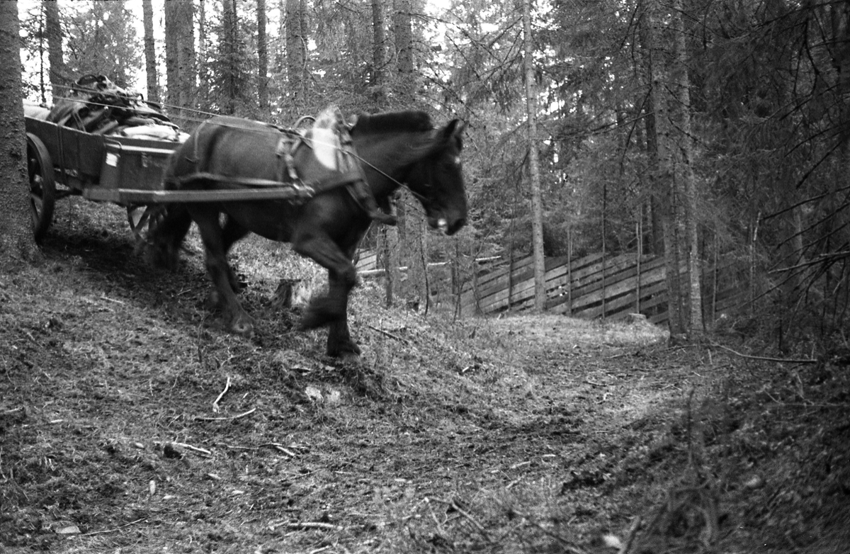 Hærens Hesteskole øver terrengkjøring med hest og vogn, trolig i skogen innenfor leirområdet på Starum. April 1949. Serie på 5 bilder.