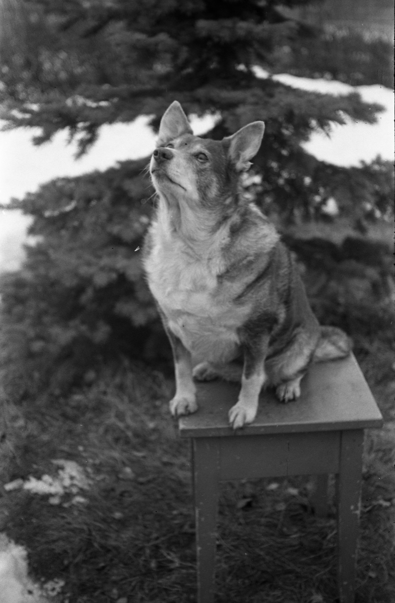 Hund. Seks bilder. Mjøsmuseet / DigitaltMuseum