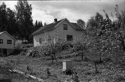 Holje på Skreia (Rossgutua 91) juli 1950. Eiendommen var eid