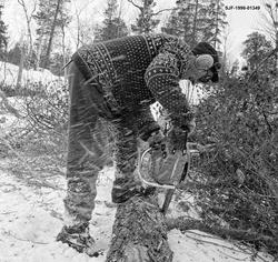 Kvisting med motorsag på et sted som i Norsk skogmuseums fot