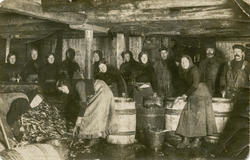 Sildesalting i Fugelvika, Ona..Kvinner som arbeider med salt