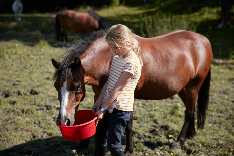 En jente gir mat til en hest fra en bøtte. 