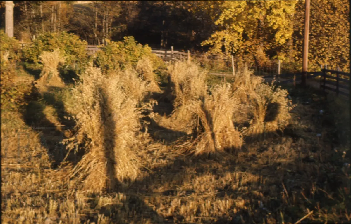 Foto fra "Skålonna", kornband settes opp på rå.