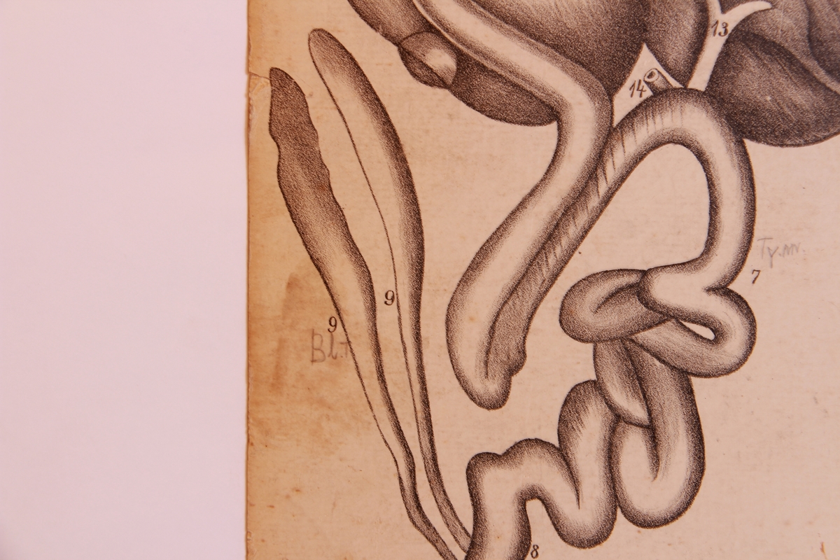 Store og små detaljer av ender.