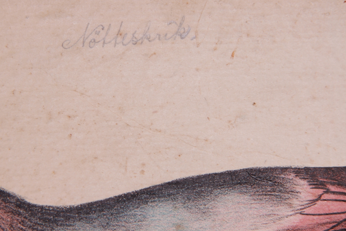 Store og små detaljer av forskjellige fuglearter.