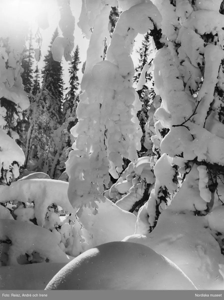 Vinterlandskap, snötäckta trädgrenar