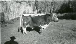 Tre ulike motiv av oksen Hofmann, eigar Sveinung P. Skoe.