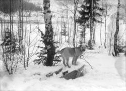 Vinterlandskap med hunden Hei