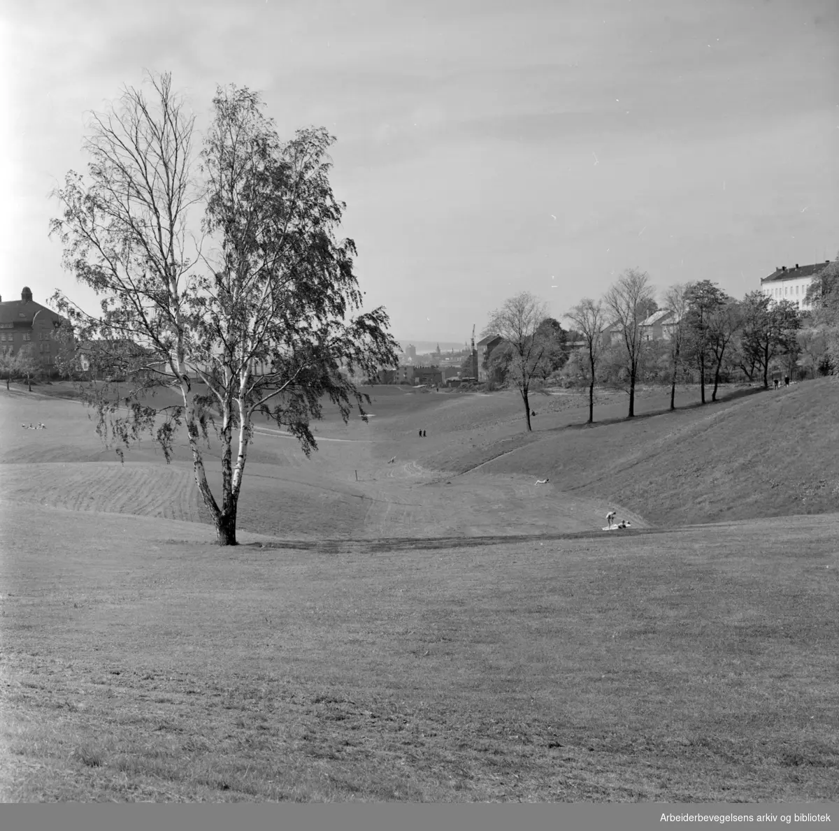 Torshovdalen park. Mai 1963
