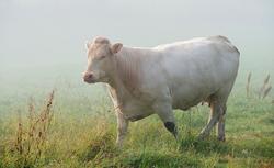 Storfe på beite. Kulturlandskap. Tåke. Kjøttfeproduksjon. Pr