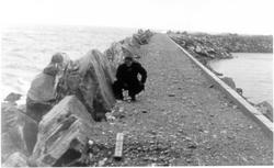 Svartoksmoloen, dekke legges.