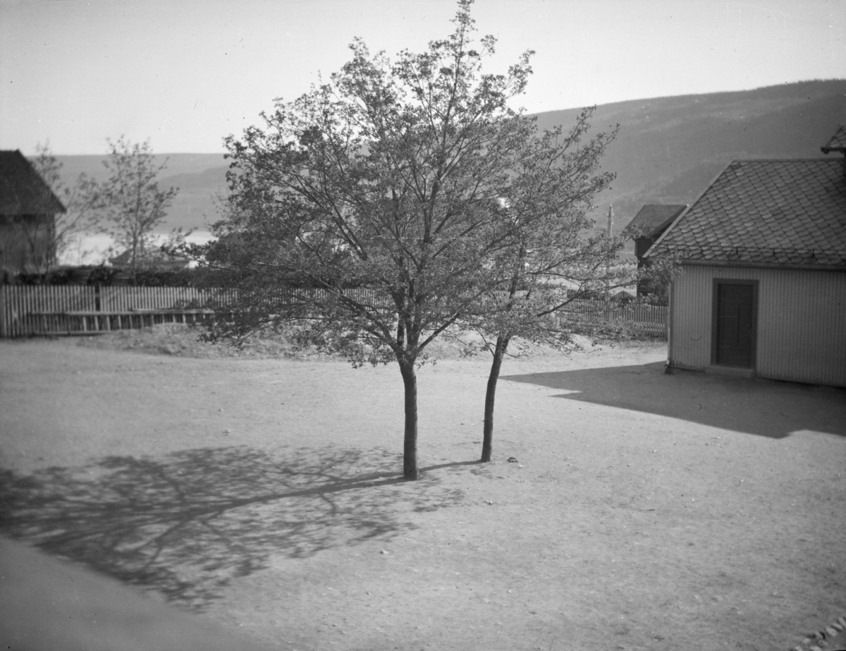 Tuntrær på Skjellerud gård, Lillehammer