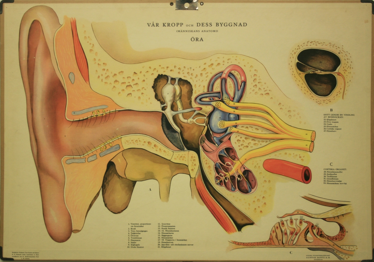 Tverrsnitt av øyret.
