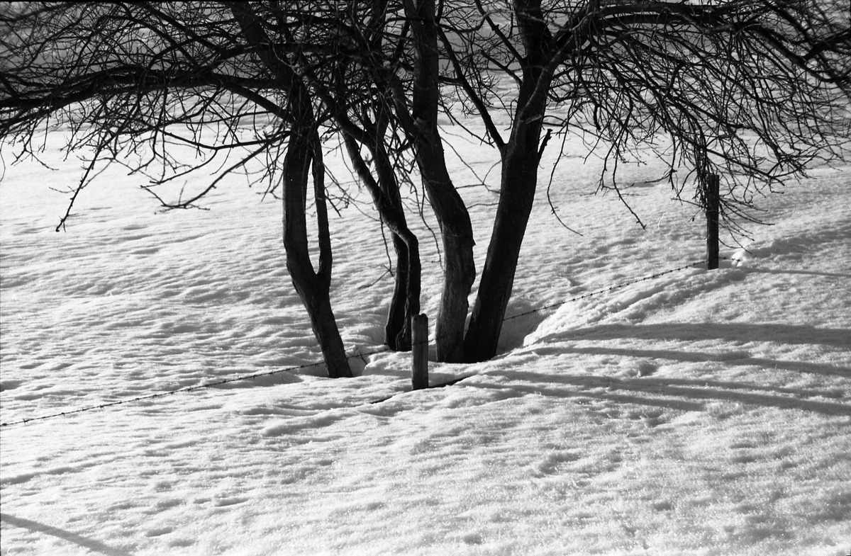 Trær i snø.