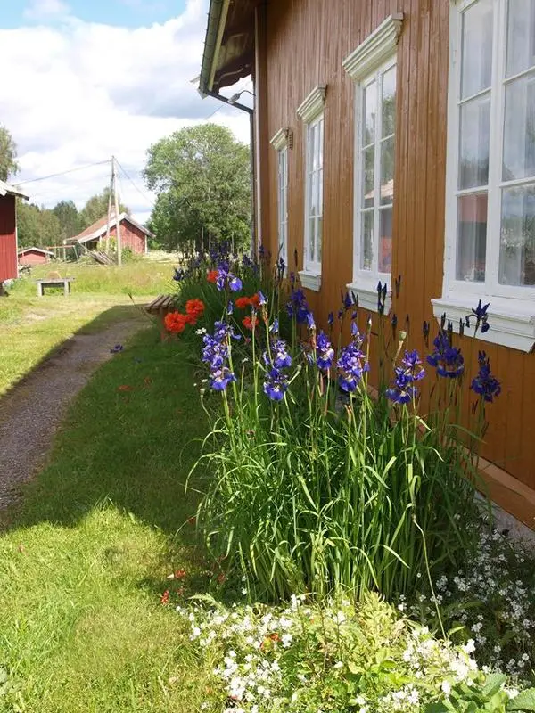 Nærbilde av irisbedet i Austun-veggen. Irisen er i full blomst.