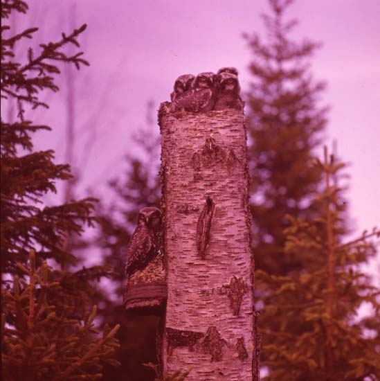 Uggleungar på toppen av en avbruten trädstam, 1981.