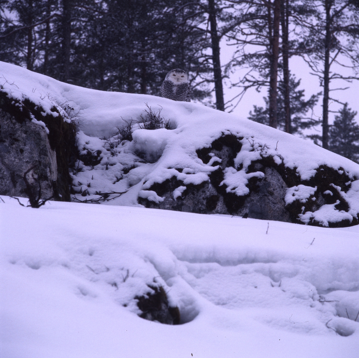 En fjälluggla sitter på snöig berghäll i skogen i Norrbyn, Söderala.