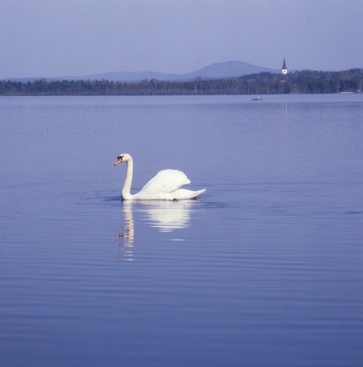 En svan simmar lugnt omkring på Florsjön, 16 maj 1981.
