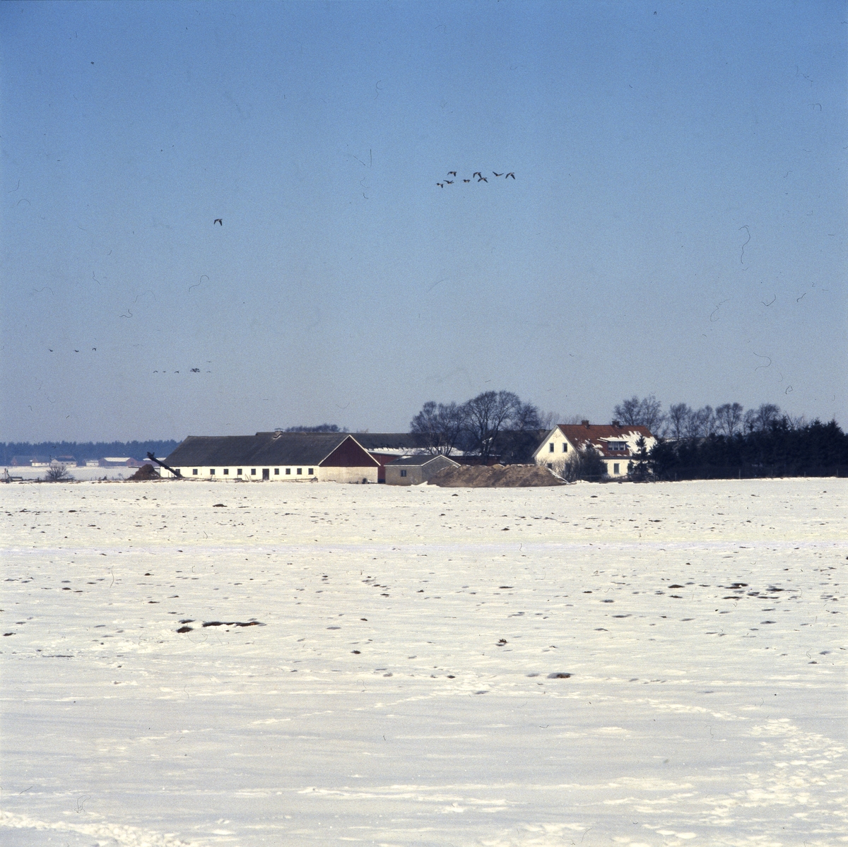 Flygande gäss mot blå himmel över en skånegård, Skåne 1 mars 1986.