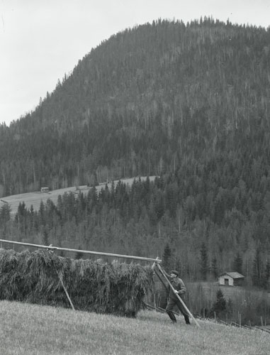 En man hässjar hö. I bakgrunden ett högt, skogsklätt berg, Västerstråsjö 31 januari 1952.