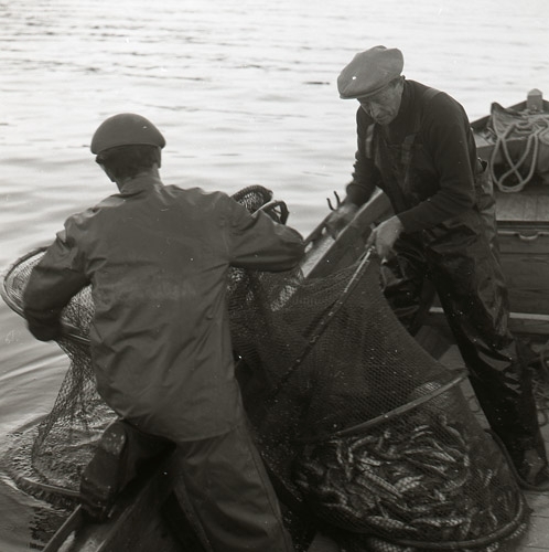 Vittjning av ålbottengarn i Mellanfjärden, Jättendal 15 augusti 1957.