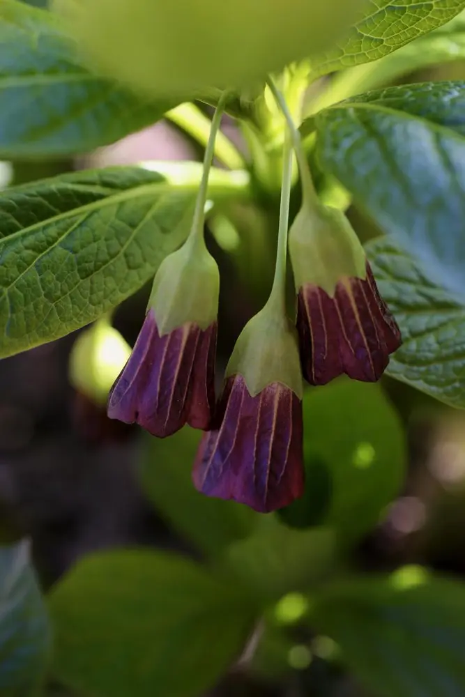 Tre mørkerøde galnebærblomster i klokkefasong som henger ned under et grønt blad.