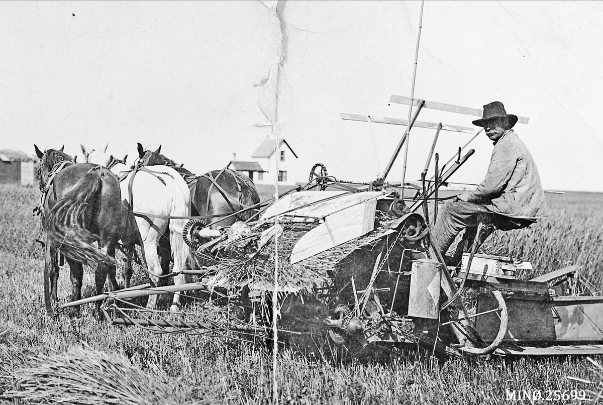 Kjøring med selvbindemaskin. Mann - Nils Barlihaug, rømte til Amerika i 1860 - hadde tre kjærester. 