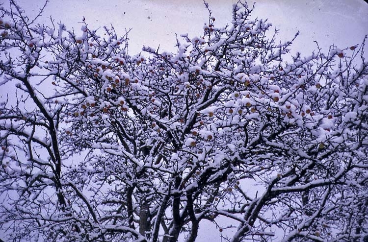 Vintern 1962-63. Vinterbild (träd hos Julius Larsson).