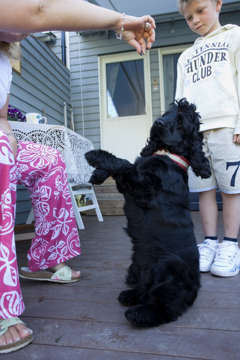 Hunden Emmy sitter for å få en belønning fra sin eier men et barn i familien ser på.