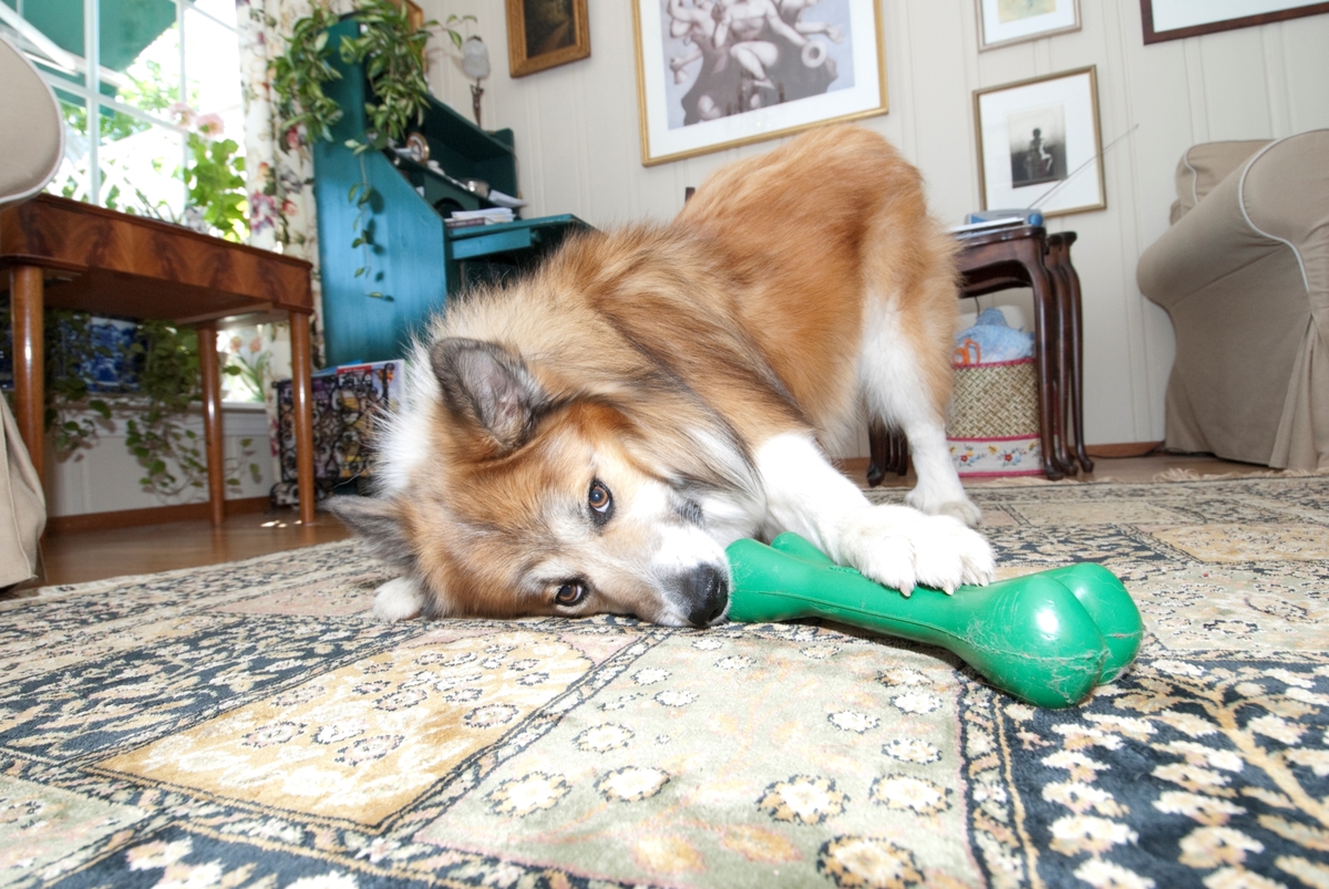 Hunden Romeo leker med en leke med godbiter i.