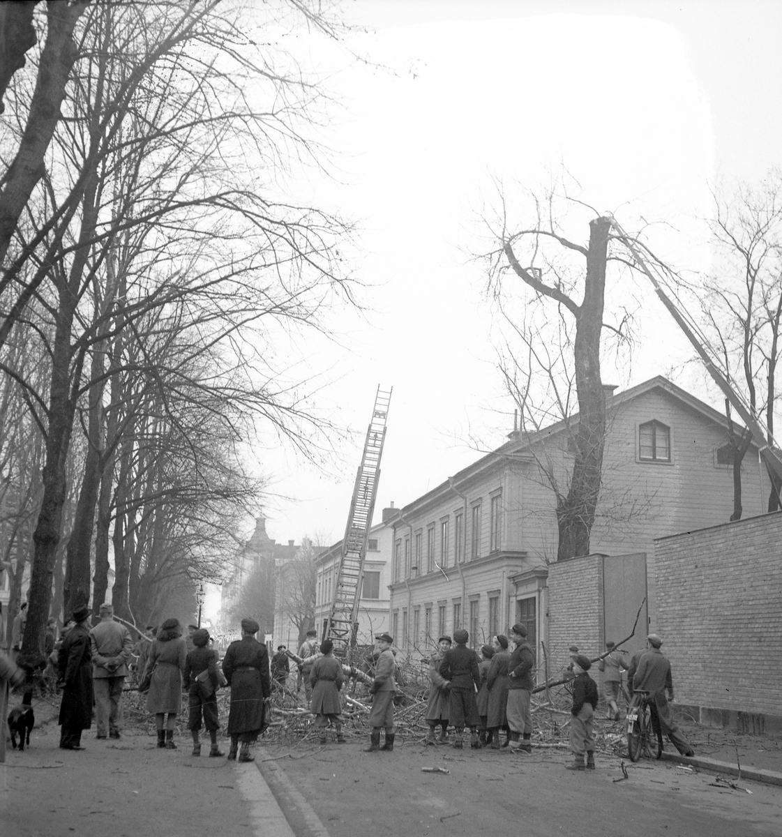 Gammal Poppel vid Elverket fälls

29 november 1943