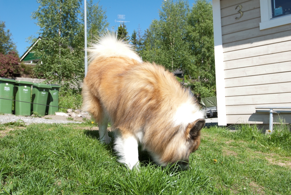 Hunden Romeo på tur snuser i gresset.