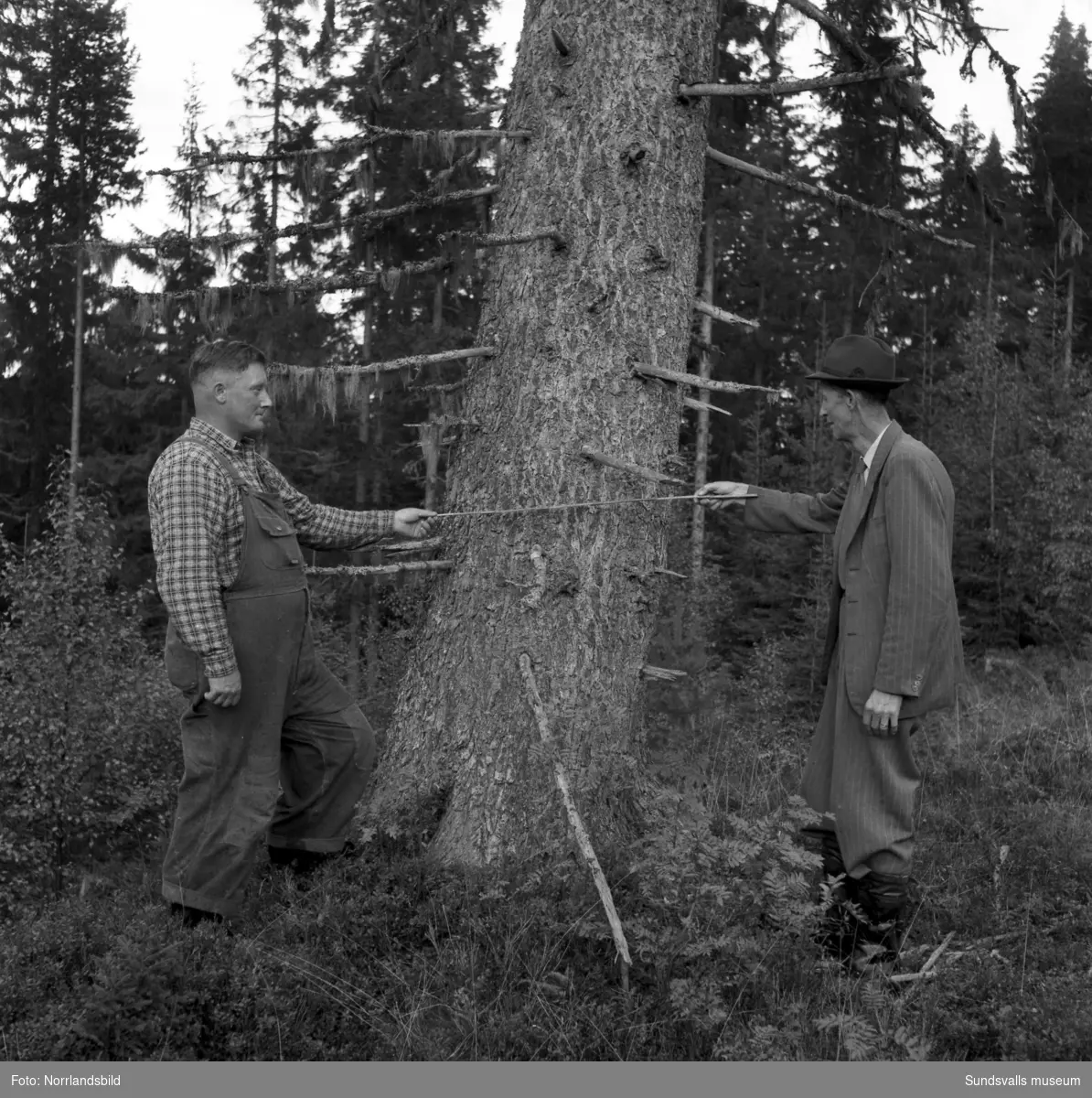 Skogsarbetare visar olika metoder för mätning av träd på rot samt markberedning för väg eller kraftledning.