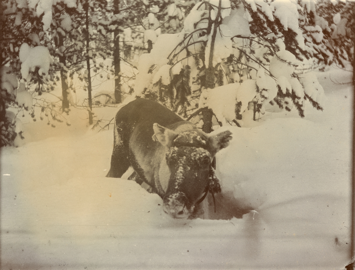 Ren i vinterlandskap, Smålands husarregemente K 4 på vinterövning i Norrbotten omkring 1910.
