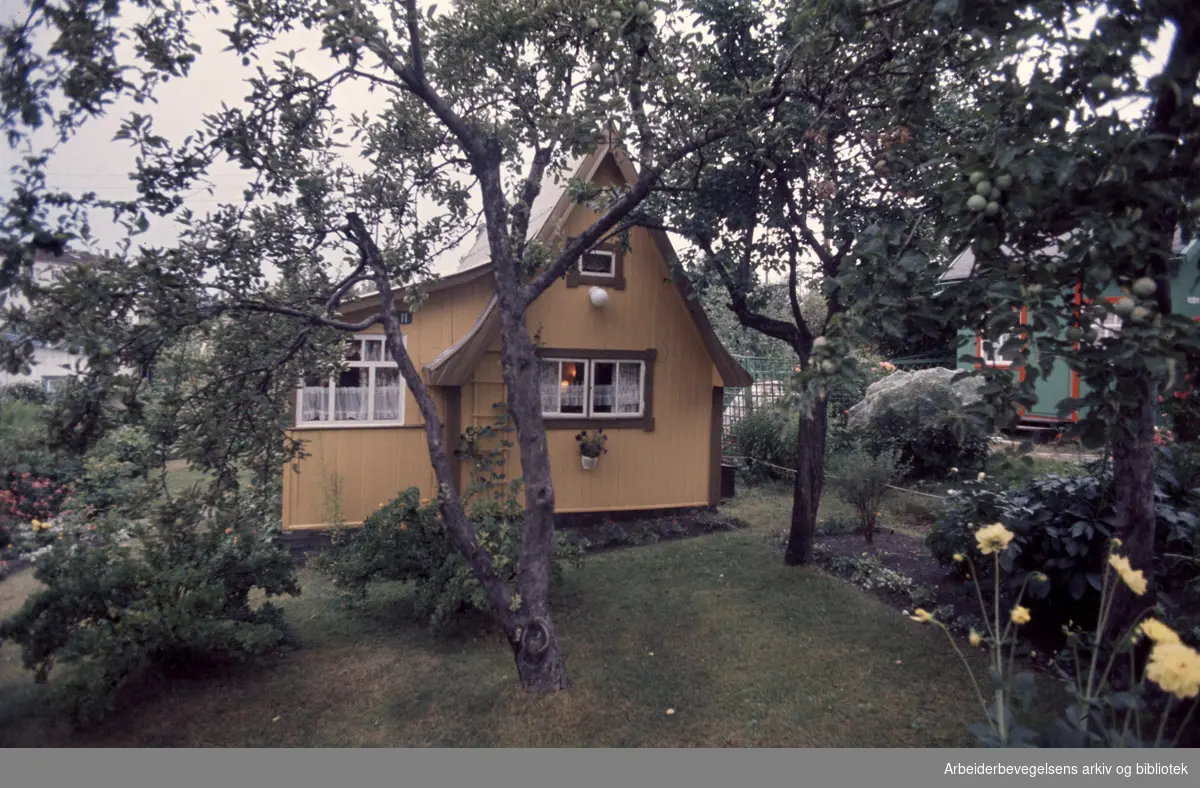 Hjemmets Kolonihage på Bjølsen. Juli 1976