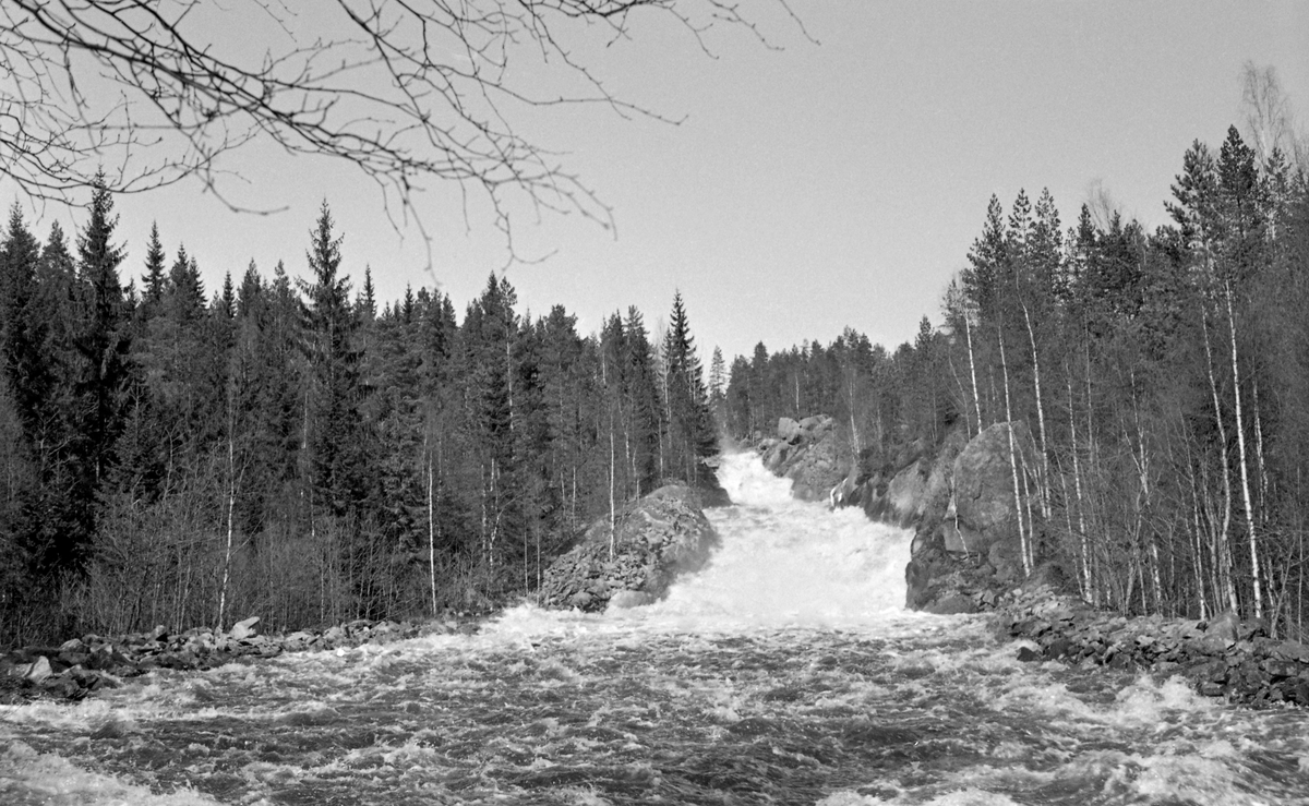 Fossen Tårnet i elva Tannåa i Nord-Odal i Hedmark, fotografert i motstrøms retning våren 1954.  Denne fossen ligger vest for fjellene Tårnet og Tårnknappen, en drøy kilometer vest for Gåsvatnet.  Fotografiet er tatt på et tidspunkt da det var flomvassføring i Tannåa.  Også i forgrunnen, der vi ser kulpen under fossen, var det opprørt vann.  Tannåa er et av tilløpene til Juråa som har sitt utløp i Storsjøen ved Mo.  Tannåa kommer fra Tannsjøene, på kjølen mellom Solør og Odalen.  Elva renner i vestlig, seinere sørvestlig retning i til sammen 13 kilometer før den faller inn i Juråa ved Tannes.  De sju nederste kilometerne av Tannåa var fløtbare ved hjelp av vann fra Tannsjødammen, Gåsvassdammen, Demningsbrudammen og Sæterdammen.  Gåsvatnet, der dette fotografiet ble tatt, var også ett av merkestedene i vassdraget.