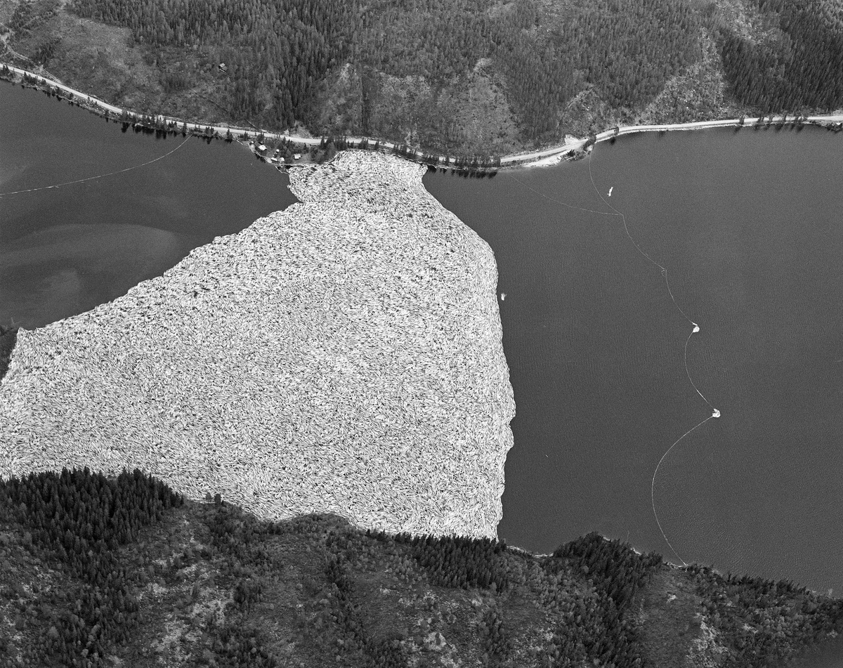 Flyfotografi fra nordenden av Sennsjøen i Trysil.  Bildet er tatt våren 1986 over et landskap med en smal innsjø omgitt av et terreng med skog, i hovedsak glissen bjørke- og furuskog, men også tettere granbestand i partier med djupere jordsmonn og mer fuktighet.  Langsmed østsida av vassdraget (øverst i bildet) gikk Sennsjøvegen (fylkesveg 581) forbi Sennsjøvik-gardene.  Ute i innsjøene ser vi de to Sandholmene.  Like sør for disse holmene lå det ei lense, der tømmeret som var fløtet ned Femundselva fra Engerdal ble holdt tilbake i påvente av høvelig vannstand i den nedenforliggende delen av Trysilelva.  I den øvre delen av vassdraget var man avhengige av å fløte mens det var flomvannføring, for å slippe at tømmeret satte seg fast på grusører i elveløpet. Lengre nedover var det et poeng at vårflommen skulle være på retur før de store tømmermengdene kom. I det flate lendet langs Trysilelva kunne nemlig flomvannet føre mange av stokkene langt inn på land, og i så fall ble det arbeidsomt for fløterne å bære dem tilbake til vannstrømmen i elveløpet når vannstanden sank. Derfor ble engerdalstømmeret ofte holdte tilbake i Sennsjølensa til begynnelsen av juni. Det året dette fotografiet ble tatt ble det levert om lag 22 000 kubikkmeter fløtingsvirke fra Engerdal. Dermed ble bilvegene i regionen spart for 3 - 4 000 lastebillass. Fløterne var avhengige av nordavind når det åpnet Sennsjølensa, for strømdraget var ikke kraftig nok til å dra tømmeret gjennom sjøen om det blåste fra sør. På vannspeilet ser vi hvordan fløterne hadde sikret tømmerbeholdningen ved å legge ei sikringslense utenfor hovedlensa (til høyre i bildet) og ei lense som hindret tømmeret i å drive inn i Sennsjøvika (øverst til venstre).  Den dagen dette fotografiet ble tatt var det kraftig sønnavær.  Vinden hadde blåst tømmerbeholdningen noe tilbake fra stopplensa.