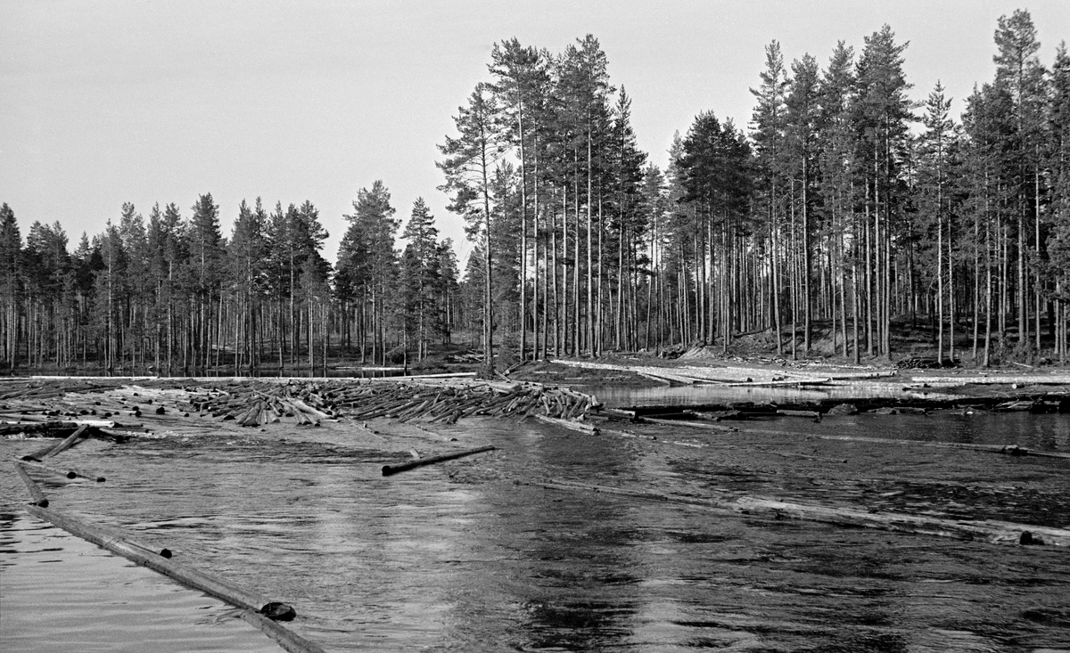 Tømmer ved Vermundsdammen, altså ved Vermundsåas utløp av denne sjøen, som ligger på Åsnes Finnskog i Hedmark.  Dette fotografiet ble tatt i 1950.  Vi ser en mengde tømmerstokker som flyter noenlunde parallelt langs ei lense som var strukket langs land, der det vokste furuskog på skrinn mark.  Vermundsjøen er en over seks kilometer lang og opptil en kilometer bred.  Den har imidlertid også et par kraftige innsnevringer med trange sund.  Landskapet omkring Vermundsjøen er i hovedsak skogsterreng.  Det ble derfor levert mye tømmer på denne sjøen.  Tømmeret ble «bommet» (trukket i ringlenser) mot Vermundsdammen i den nordvestre enden av sjøen.  Derfra ble det sluppet over i Vermundsåa, som snart rant over i elva Flisa.  Vermundsdammen ble brukt både til å slippe tømmer i passende kvanta gjennom Vermundsåa og til å regulere vannføringa i Flisa etter fløternes behov.