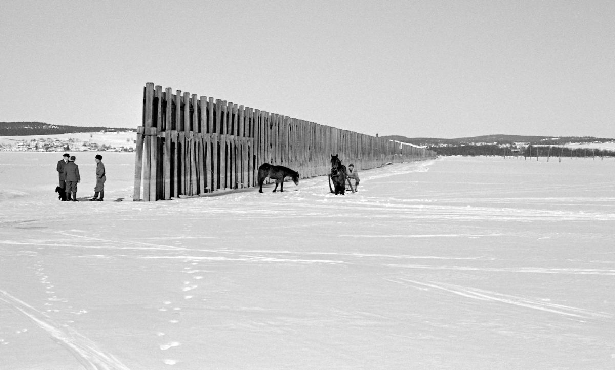 Del av den cirka 650 meter lange og om lag 4 meter høye tømmerskjermen på Vestvollen i Svelle i Fet, like ved Nitelvvassdragets utløp i Glommavassdraget i nordenden av innsjøen Øyeren.  Dette fotografiet er tatt på seinvinteren i 1958, på et tidspunkt da vassdraget var islagt og snødekt.  Ei gruppe på tre menn var øyensynlig ute på isen for å inspisere skjermen.  Den ene av dem hadde med seg en hund.  En fjerde mann kom kjørende med hest og slede.  En løs unghest sto inntil skjermen.  Bakgrunnen for at det var reist en slik skjerm her var at sagbrukene og cellulosefabrikken på Lillestrøm kjøpte mye tømmer oppover langs Glommavassdraget.  Dette virket ble fløtet ned til Fetsund lenser, der det ble sortert etter kjøpermerker og «soppet» (buntet).  Deretter ble det buksert rundt neset som skiller lenseanlegget på Fetsund og Nitelvvassdraget og lagt ved Vestvollen, altså på vestsida av det samme neset.  Her hadde den nevnte industrien på Lillestrøm et flytende tømmerlager, der «soppene» (tømmerbuntene) lå inn til sagbrukene eller cellulosefabrikken hadde behov for det i sin produksjon.  Vinder fra nord eller nordvest kunne skape bølger og dermed øve et betydelig press på soppene, som i verste fall kunne slite seg og drive tilbake mot Glommavassdraget.  Dette var bakgrunnen for at den avbildete skjermen ble reist, først som en lav «stolpegard» - ei rekke av tettstilte påler som ble drevet ned i botnslammet - seinere av den langt høyere plankeveggen vi ser på dette fotografiet.  Vinden, vannet og ikke minst isen slet på disse konstruksjonene.  Tilsyns- og reparasjonsarbeider ble helst gjort vinterstid, da isen var en utmerket arbeidsplattform. Vindveggen.